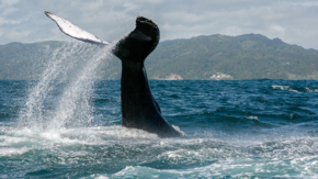 Dominikanische Republik Buckelwale vor Samaná